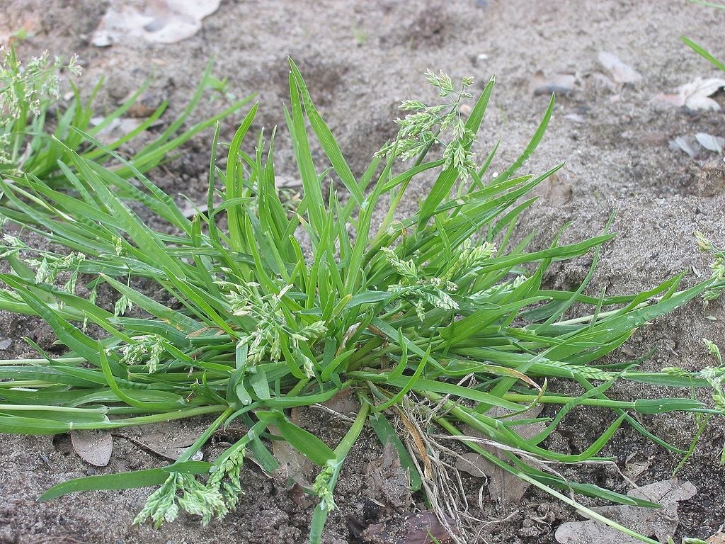 Poa annua growing in dirt