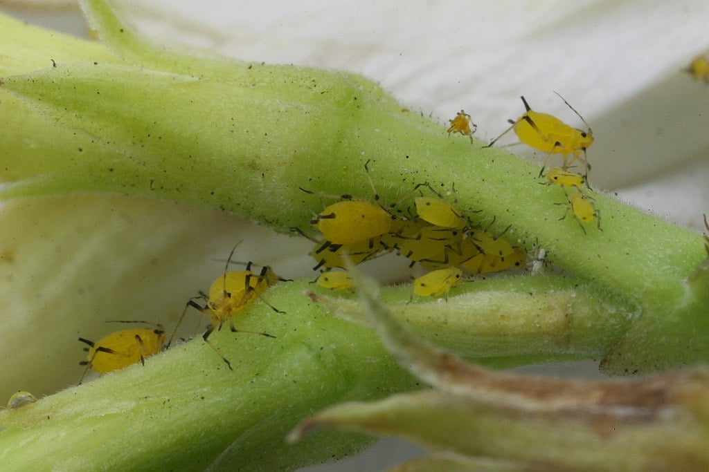 Aphids on plant