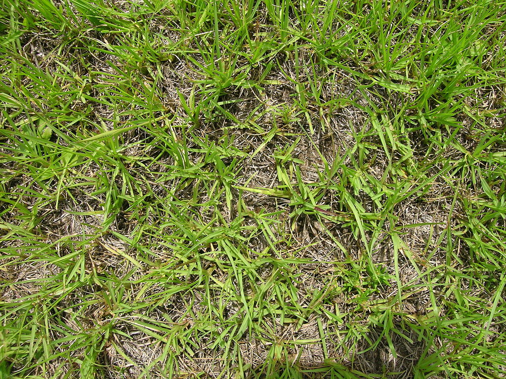 Bahiagrass grassy lawn weed