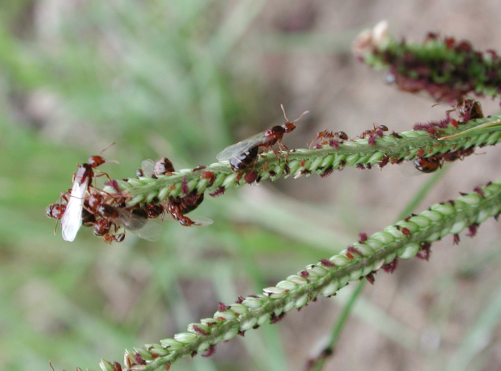 Fire ants eating plant