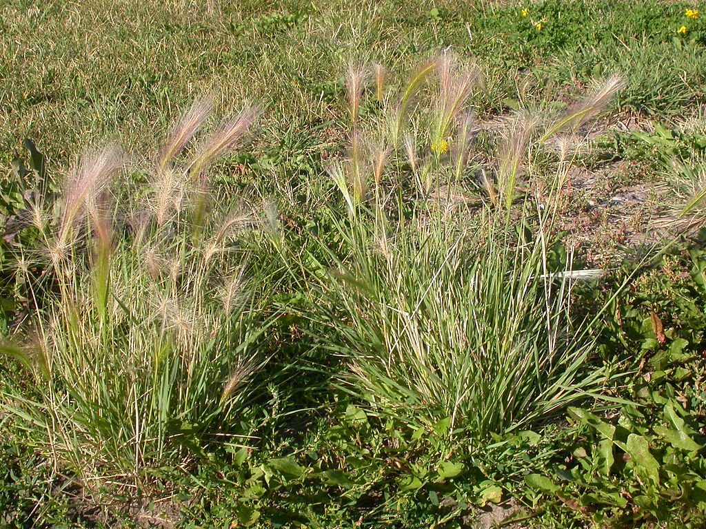 Foxtail grassy lawn weed