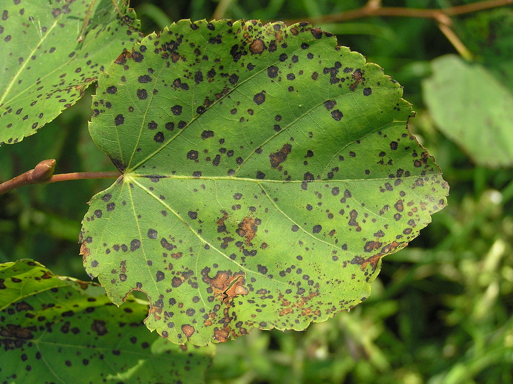 Leaf spot disease 2
