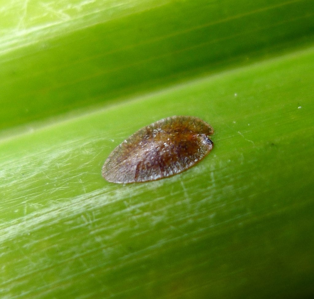 Scale insect on plant