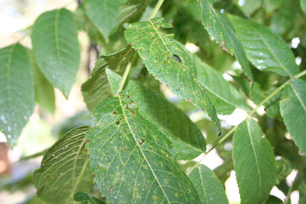 Leaves with thousand cankers disease