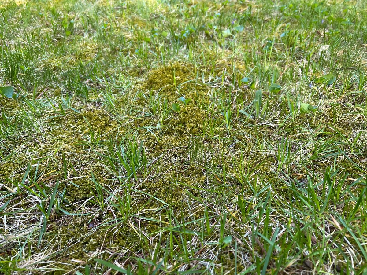 moss growing in grass