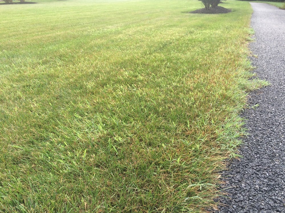 Bermudagrass in cool season grass