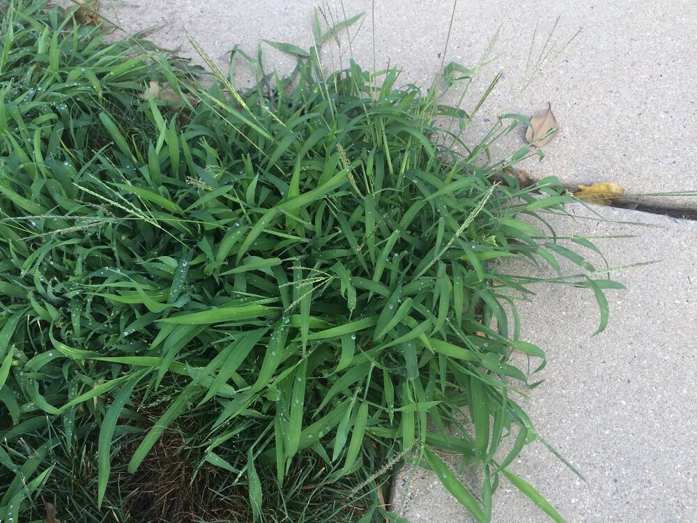 Crabgrass weed in lawn