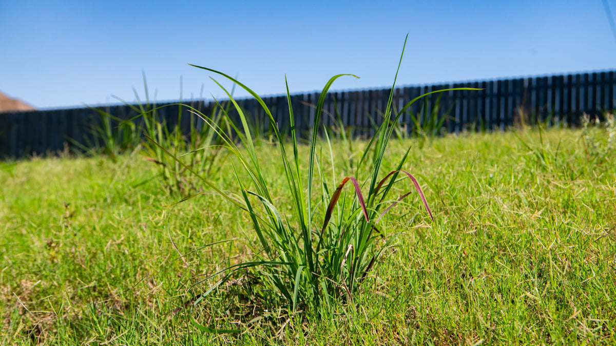 Dallisgrass weeds in lawn 