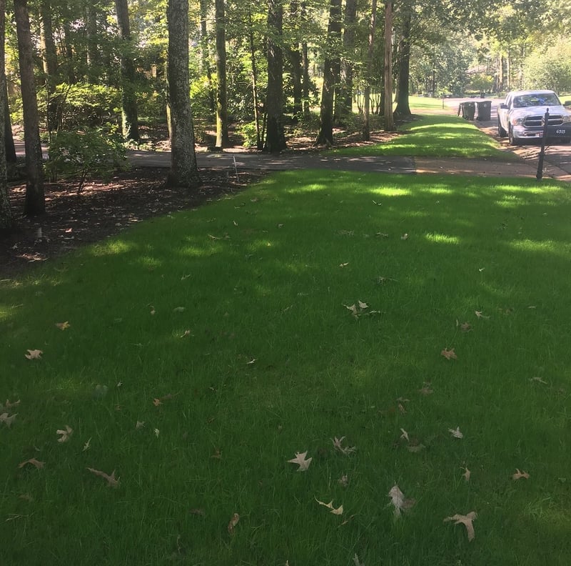 What S The Best Grass For Memphis Tn Tips To Identify Grass Type Improve Your Lawn,Personal Space