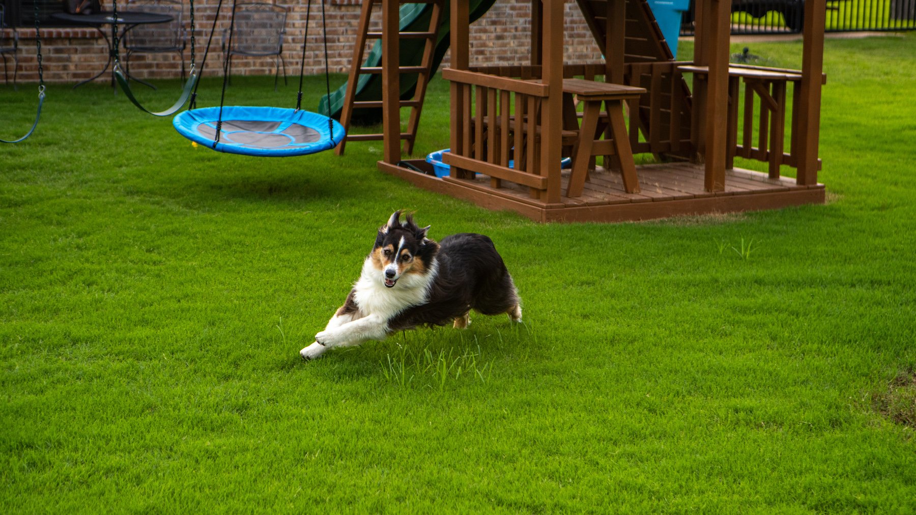 dog running and wearing down lawn