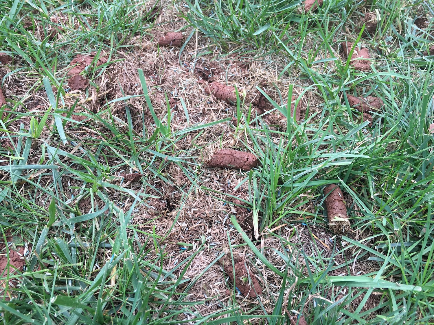 plugs in grass from lawn aeration