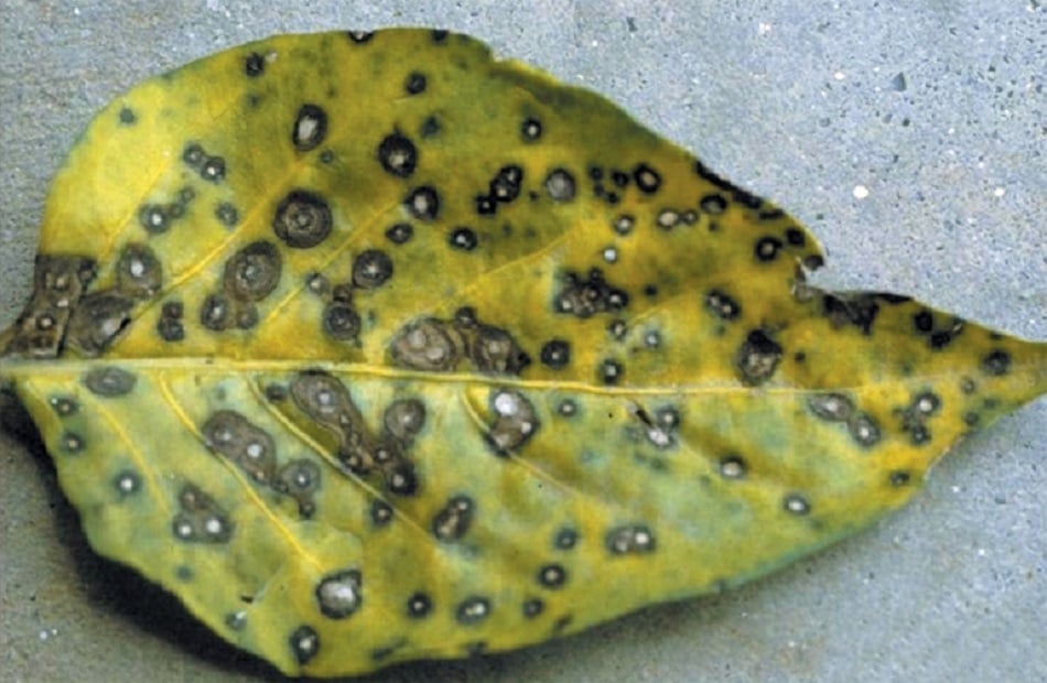 leaf with leaf spot damage