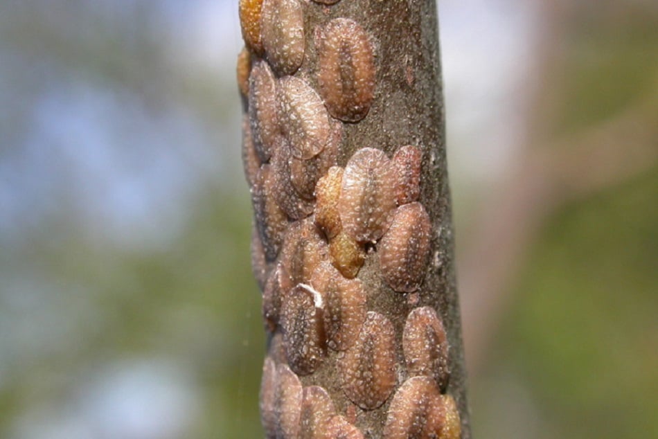 scale insect on tree causing damage