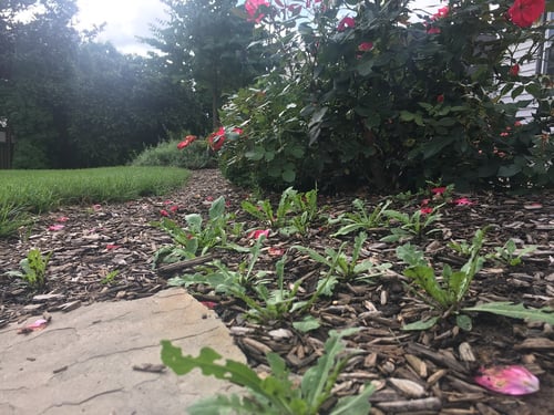 How do you stop weeds from growing through mulch