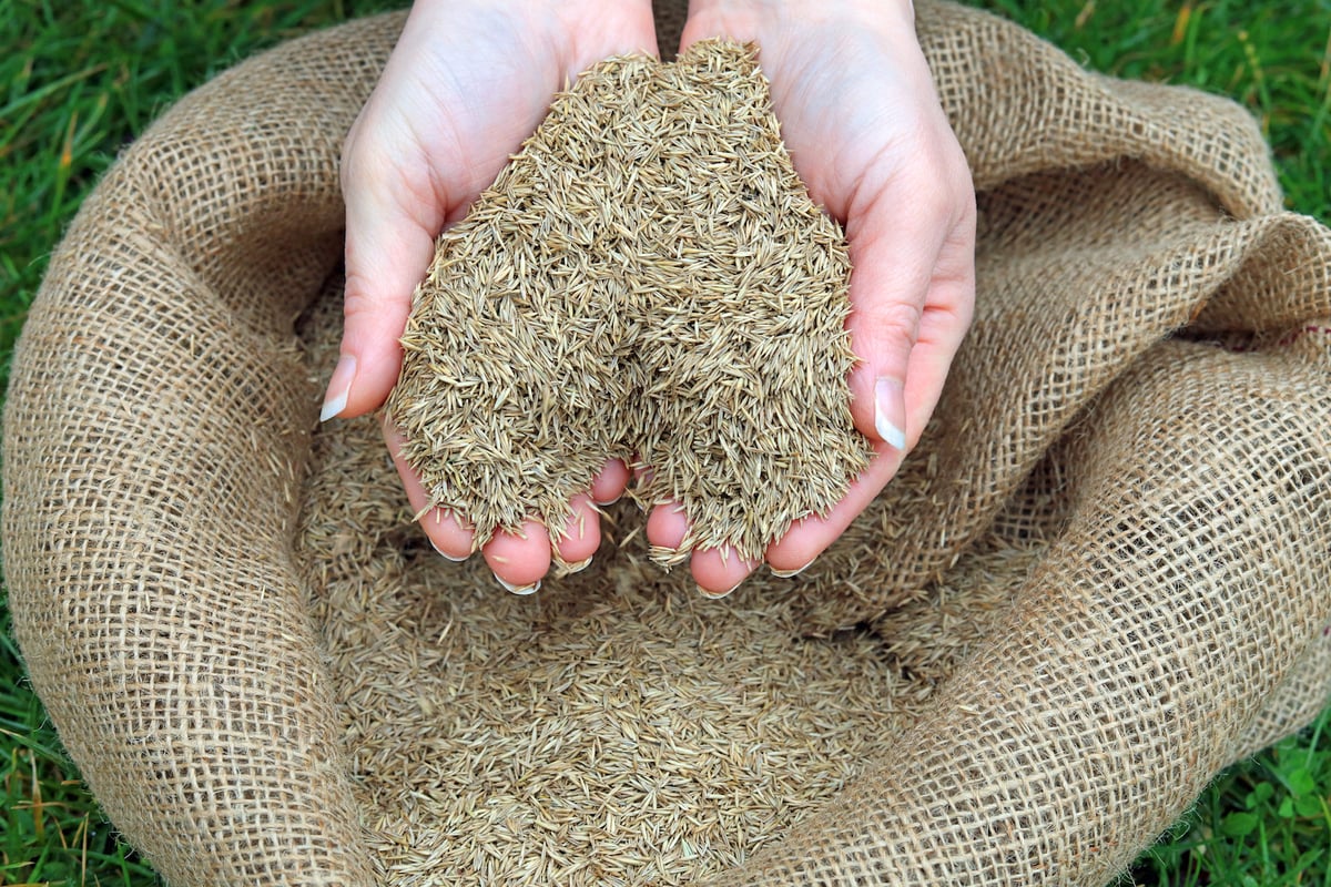 grass seed in hands
