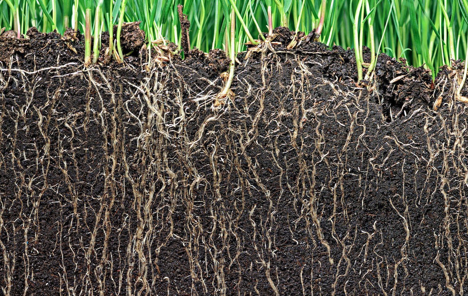 grass roots in soil
