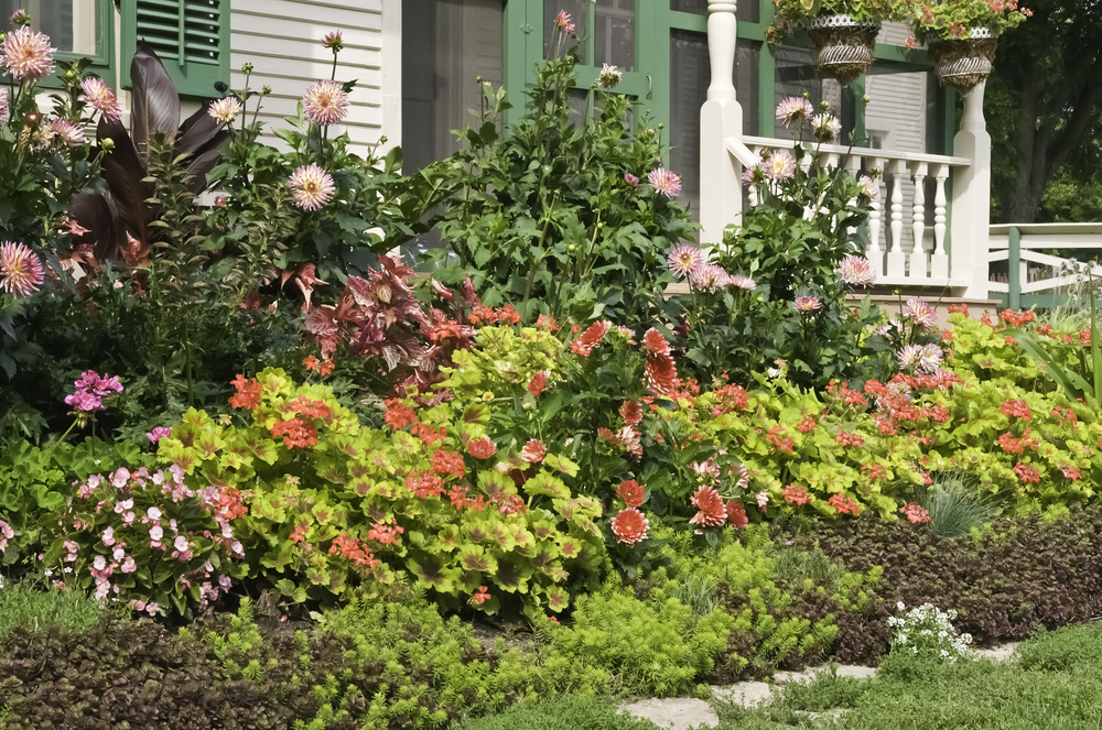 Healthy flower bed without weeds