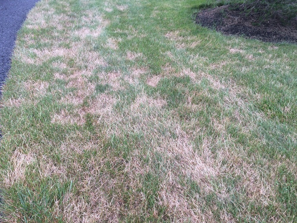 Unhealthy lawn with turf disease