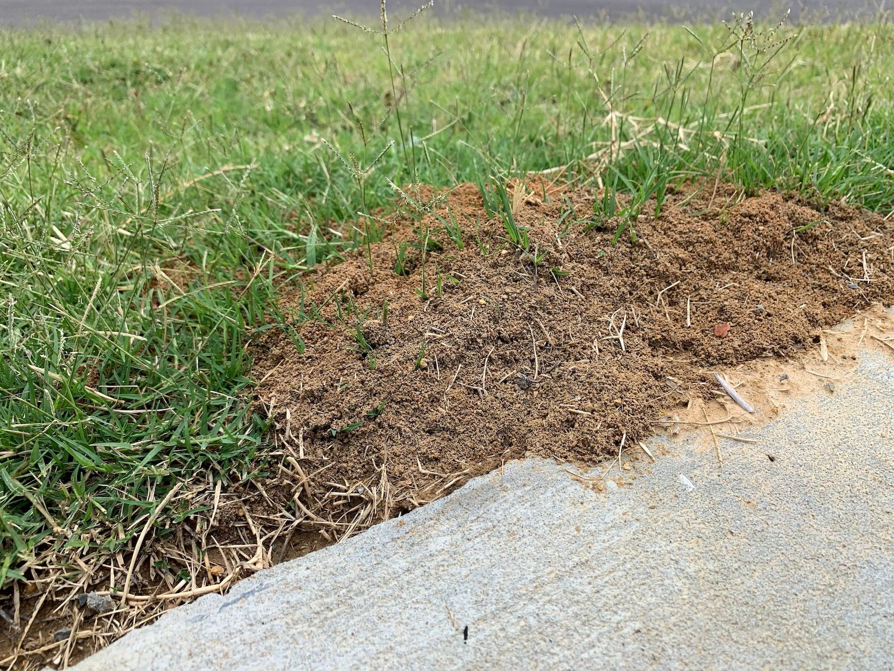 fire ant mound 3