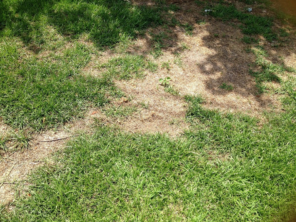 grub damage in lawn